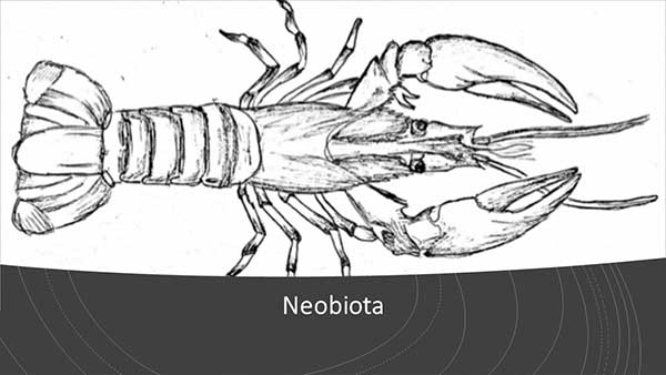 Neobiota